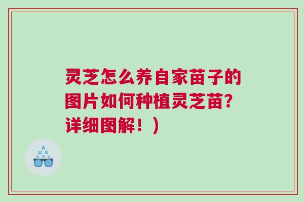 灵芝怎么养自家苗子的图片如何种植灵芝苗?详细图解!) 灵芝怎么养自家苗子的图片如何种植灵芝苗?详细图解!)