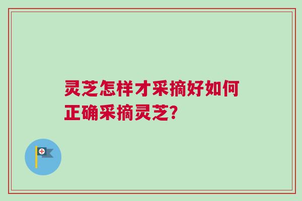 灵芝怎样才采摘好如何正确采摘灵芝? 灵芝怎样才采摘好如何正确采摘灵芝?