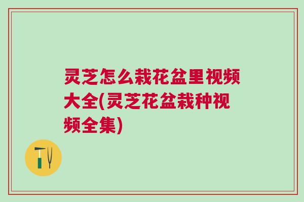灵芝怎么栽花盆里视频大全(灵芝花盆栽种视频全集) 灵芝怎么栽花盆里视频大全(灵芝花盆栽种视频全集)