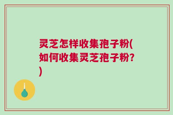 灵芝怎样收集孢子粉(如何收集灵芝孢子粉?) 灵芝怎样收集孢子粉(如何收集灵芝孢子粉?)