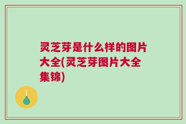 灵芝芽是什么样的图片大全(灵芝芽图片大全集锦)