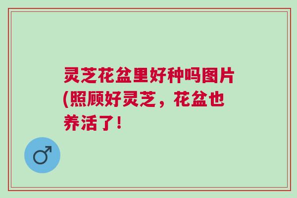 灵芝花盆里好种吗图片(照顾好灵芝,花盆也养活了! 灵芝花盆里好种吗图片(照顾好灵芝,花盆也养活了!