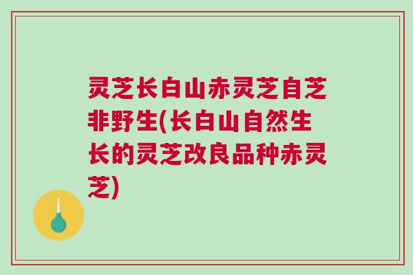 灵芝长白山赤灵芝自芝非野生(长白山自然生长的灵芝改良品种赤灵芝)