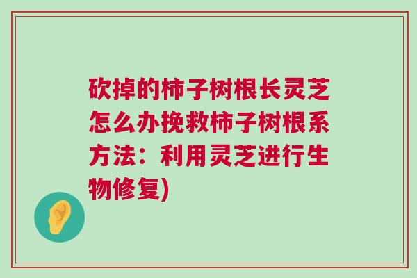 砍掉的柿子树根长灵芝怎么办挽救柿子树根系方法：利用灵芝进行生物修复)