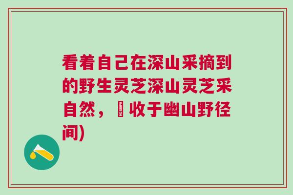 看着自己在深山采摘到的野生灵芝深山灵芝采自然，採收于幽山野径间)