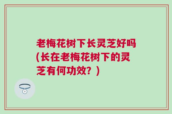 老梅花树下长灵芝好吗(长在老梅花树下的灵芝有何功效?) 老梅花树下长灵芝好吗(长在老梅花树下的灵芝有何功效?)