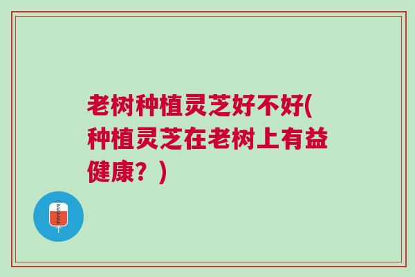 老树种植灵芝好不好(种植灵芝在老树上有益健康？)