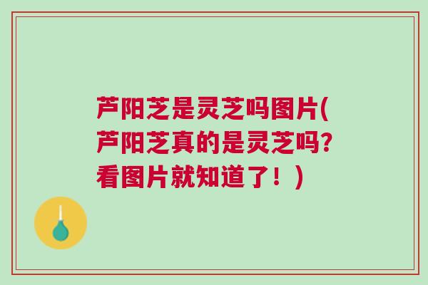 芦阳芝是灵芝吗图片(芦阳芝真的是灵芝吗？看图片就知道了！)