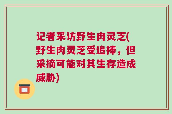 记者采访野生肉灵芝(野生肉灵芝受追捧，但采摘可能对其生存造成威胁)