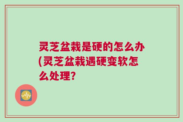 灵芝盆栽是硬的怎么办(灵芝盆栽遇硬变软怎么处理? 灵芝盆栽是硬的怎么办(灵芝盆栽遇硬变软怎么处理?