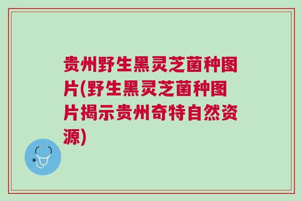 贵州野生黑灵芝菌种图片(野生黑灵芝菌种图片揭示贵州奇特自然资源) 贵州野生黑灵芝菌种图片(野生黑灵芝菌种图片揭示贵州奇特自然资源)