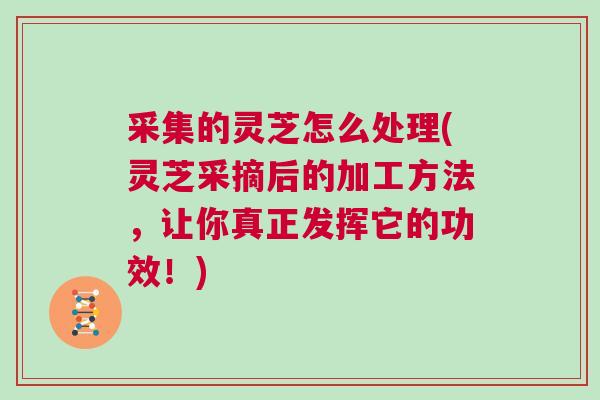 采集的灵芝怎么处理(灵芝采摘后的加工方法,让你真正发挥它的功效!) 采集的灵芝怎么处理(灵芝采摘后的加工方法,让你真正发挥它的功效!)