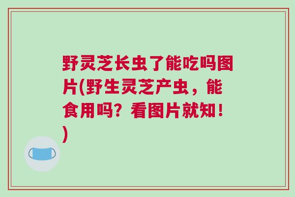 野灵芝长虫了能吃吗图片(野生灵芝产虫,能食用吗?看图片就知!) 野灵芝长虫了能吃吗图片(野生灵芝产虫,能食用吗?看图片就知!)
