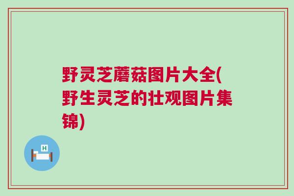 野灵芝蘑菇图片大全(野生灵芝的壮观图片集锦)