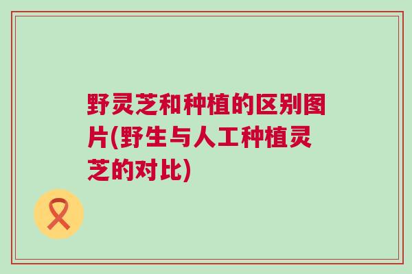 野灵芝和种植的区别图片(野生与人工种植灵芝的对比)