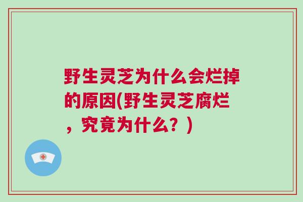 野生灵芝为什么会烂掉的原因(野生灵芝腐烂，究竟为什么？)