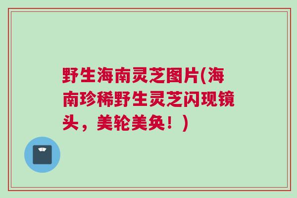 野生海南灵芝图片(海南珍稀野生灵芝闪现镜头，美轮美奂！)