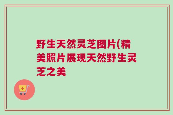 野生天然灵芝图片(精美照片展现天然野生灵芝之美