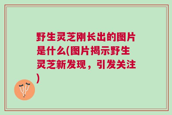 野生灵芝刚长出的图片是什么(图片揭示野生灵芝新发现，引发关注)