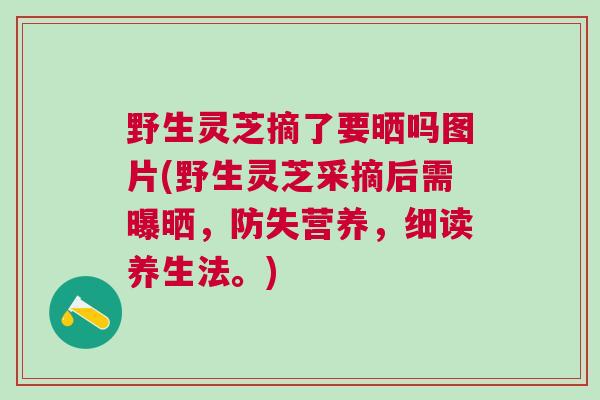 野生灵芝摘了要晒吗图片(野生灵芝采摘后需曝晒，防失营养，细读养生法。)