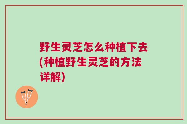 野生灵芝怎么种植下去(种植野生灵芝的方法详解) 野生灵芝怎么种植下去(种植野生灵芝的方法详解)