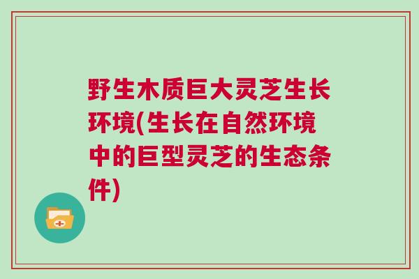 野生木质巨大灵芝生长环境(生长在自然环境中的巨型灵芝的生态条件) 野生木质巨大灵芝生长环境(生长在自然环境中的巨型灵芝的生态条件)