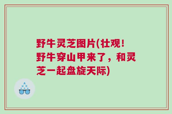 野牛灵芝图片(壮观！野牛穿山甲来了，和灵芝一起盘旋天际)