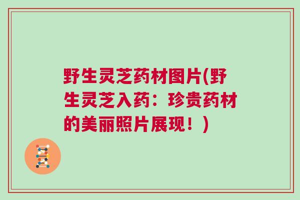 野生灵芝药材图片(野生灵芝入药：珍贵药材的美丽照片展现！)