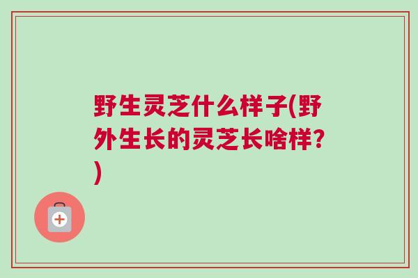 野生灵芝什么样子(野外生长的灵芝长啥样？)