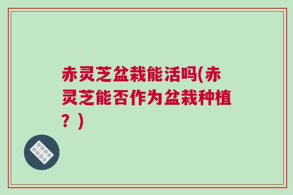赤灵芝盆栽能活吗(赤灵芝能否作为盆栽种植？)