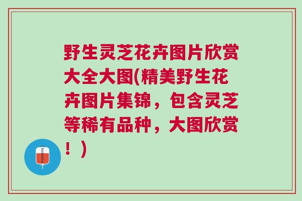 野生灵芝花卉图片欣赏大全大图(精美野生花卉图片集锦，包含灵芝等稀有品种，大图欣赏！)