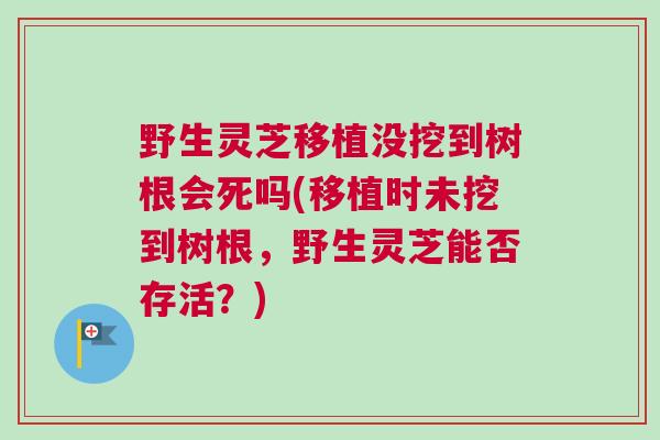 野生灵芝移植没挖到树根会死吗(移植时未挖到树根，野生灵芝能否存活？)