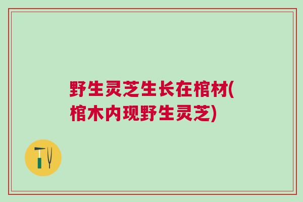 野生灵芝生长在棺材(棺木内现野生灵芝)