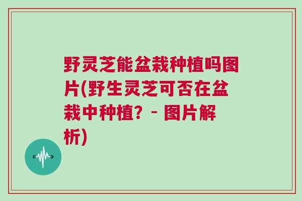 野灵芝能盆栽种植吗图片(野生灵芝可否在盆栽中种植？- 图片解析)