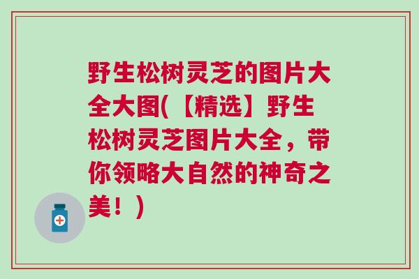 野生松树灵芝的图片大全大图(【精选】野生松树灵芝图片大全，带你领略大自然的神奇之美！)
