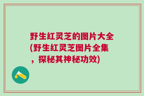 野生红灵芝的图片大全(野生红灵芝图片全集,探秘其神秘功效) 野生红灵芝的图片大全(野生红灵芝图片全集,探秘其神秘功效)