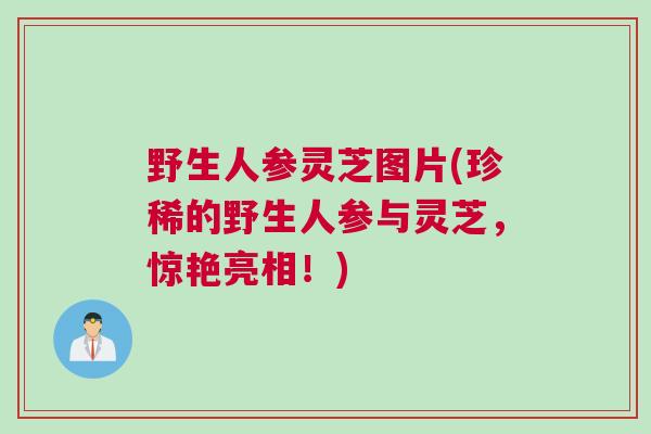 野生人参灵芝图片(珍稀的野生人参与灵芝,惊艳亮相!) 野生人参灵芝图片(珍稀的野生人参与灵芝,惊艳亮相!)