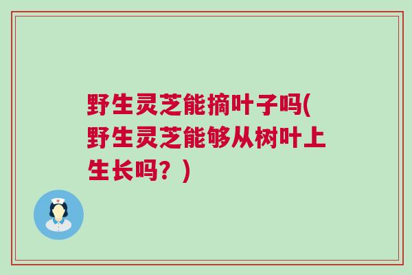野生灵芝能摘叶子吗(野生灵芝能够从树叶上生长吗?) 野生灵芝能摘叶子吗(野生灵芝能够从树叶上生长吗?)
