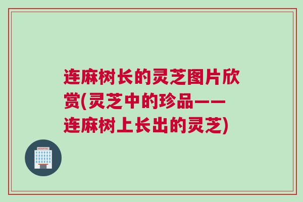 连麻树长的灵芝图片欣赏(灵芝中的珍品——连麻树上长出的灵芝) 连麻树长的灵芝图片欣赏(灵芝中的珍品——连麻树上长出的灵芝)