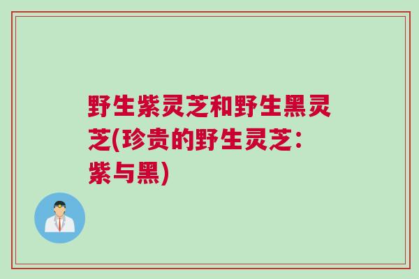 野生紫灵芝和野生黑灵芝(珍贵的野生灵芝:紫与黑) 野生紫灵芝和野生黑灵芝(珍贵的野生灵芝:紫与黑)