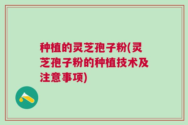 种植的灵芝孢子粉(灵芝孢子粉的种植技术及注意事项)
