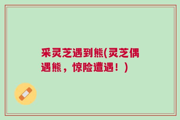 采灵芝遇到熊(灵芝偶遇熊，惊险遭遇！)