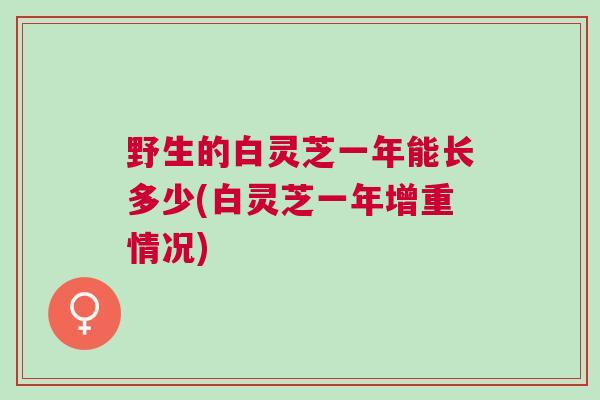 野生的白灵芝一年能长多少(白灵芝一年增重情况)