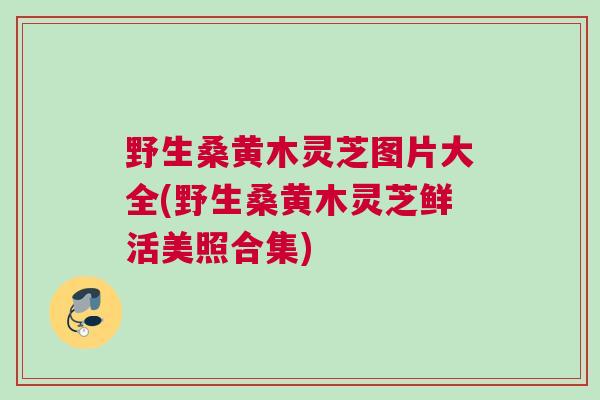 野生桑黄木灵芝图片大全(野生桑黄木灵芝鲜活美照合集)