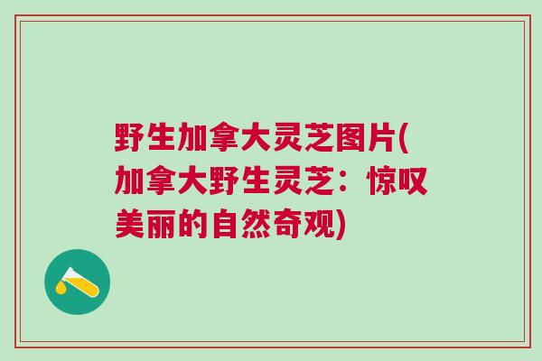 野生加拿大灵芝图片(加拿大野生灵芝:惊叹美丽的自然奇观) 野生加拿大灵芝图片(加拿大野生灵芝:惊叹美丽的自然奇观)