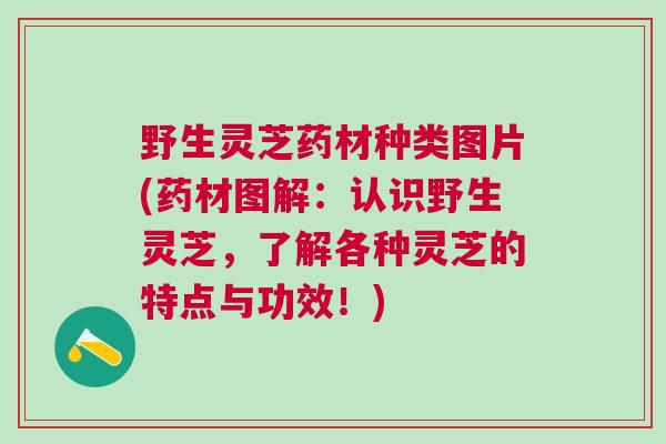 野生灵芝药材种类图片(药材图解：认识野生灵芝，了解各种灵芝的特点与功效！)