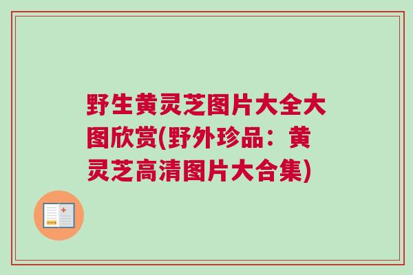 野生黄灵芝图片大全大图欣赏(野外珍品:黄灵芝高清图片大合集) 野生黄灵芝图片大全大图欣赏(野外珍品:黄灵芝高清图片大合集)