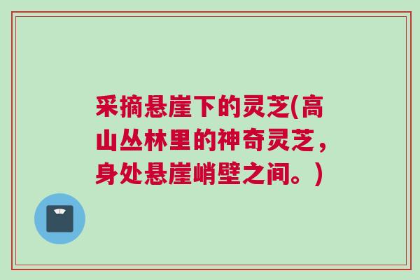 采摘悬崖下的灵芝(高山丛林里的神奇灵芝,身处悬崖峭壁之间。) 采摘悬崖下的灵芝(高山丛林里的神奇灵芝,身处悬崖峭壁之间。)