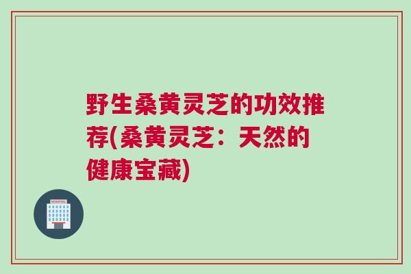 野生桑黄灵芝的功效推荐(桑黄灵芝：天然的健康宝藏)