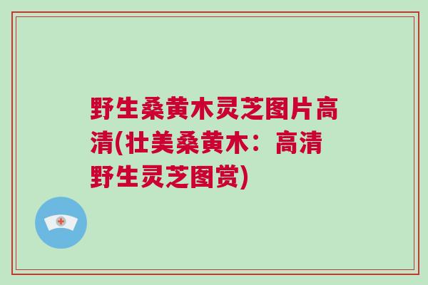 野生桑黄木灵芝图片高清(壮美桑黄木：高清野生灵芝图赏)